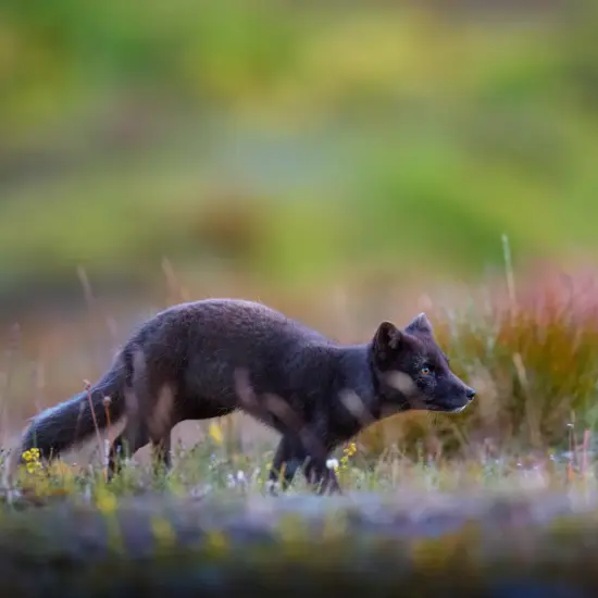 Arctic fox spotted on tour with Private Iceland