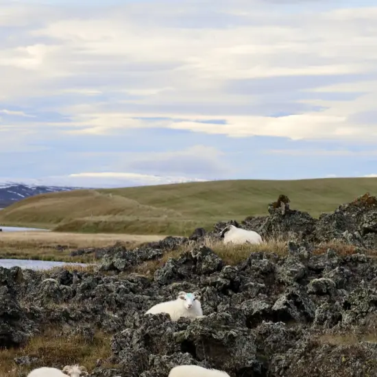 Haukadalur farmland in Iceland